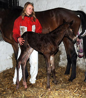 gerade geboren: Stutfohlen von Saint Cyr u.d. Pr. u. St.Pr.St. Guendalina von Red Patrick xx - Foto: Beate Langels - Trakehner Gestt Hmelschenburg