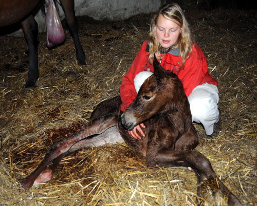 Gerade frisch auf der Welt: Stutfohlen von Saint Cyr u.d. Pr. u. St.Pr.St. Guendalina von Red Patrick xx, Foto: Beate Langels - Trakehner Gestt Hmelschenburg