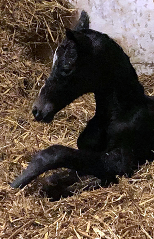Trakehner Stutfohlen v. Saint Cyr u.d. Pr.A. TeaCup v. Exclusiv- Foto: Beate Langels - Trakehner Gestt Hmelschenburg