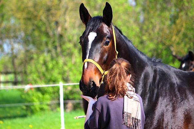 Valpiano Anfang Mai 2013 - Foto: Rutsch, Trakehner Gestt Hmelschenburg