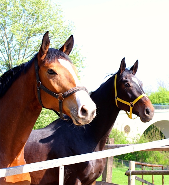 Valpiano und Tolkien Anfang Mai 2013 - Foto: Rutsch, Trakehner Gestt Hmelschenburg