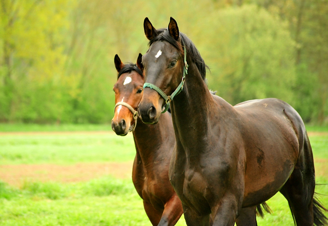 2-jhriger Hengst von Saint Cyr x Easy Game - Foto Beate Langels Gestt Hmelschenburg