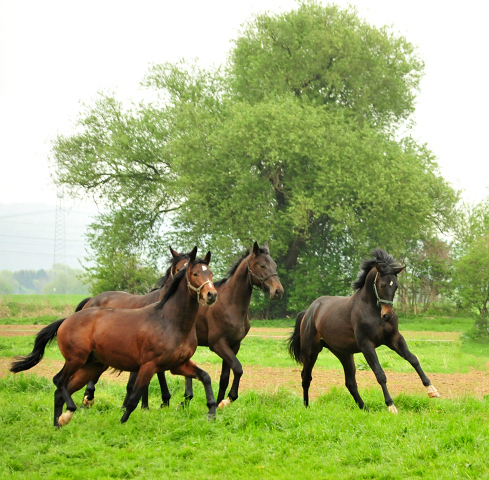 2-jhriger Hengst von Saint Cyr x Easy Game - Foto Beate Langels Gestt Hmelschenburg