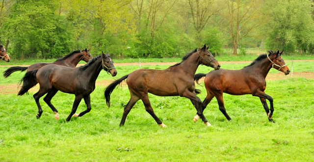 Hengst v. Touch my Heart x Vittoria - Foto Beate Langels Gestt Hmelschenburg
