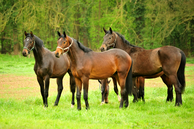 Hengst v. Touch my Heart x Vittoria - Foto Beate Langels Gestt Hmelschenburg