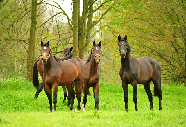 2-jhriger Hengst von Saint Cyr x Easy Game - Foto Beate Langels Gestt Hmelschenburg