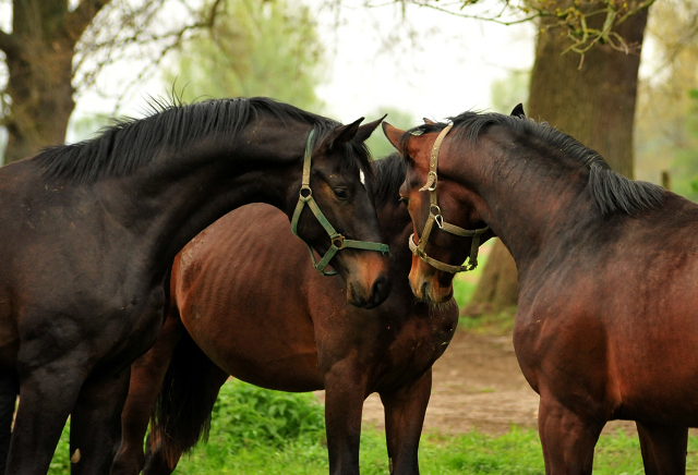 2-jhriger Hengst von Saint Cyr x Easy Game - Foto Beate Langels Gestt Hmelschenburg