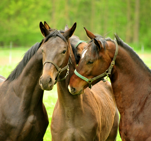 Hengst v. Touch my Heart x Vittoria - Foto Beate Langels Gestt Hmelschenburg