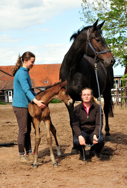 Wenige Stunden alt: Stutfohlen von Zauberdeyk u.d. Valentine v. High Motion - 
Trakehner Gestt Hmelschenburg - Foto: Beate Langels