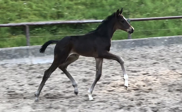 Impressionen - April 2024 - Trakehner Gestt Hmelschenburg  - Foto: Beate Langels