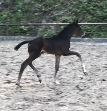 Schwalbe's Frstin - Oldenburger Filly by Frst Toto out of Schwalbenflocke by Sir Donnerhall I
 Trakehner Gestt Hmelschenburg - Beate Langels