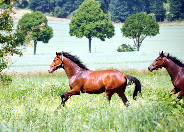  - Foto: Beate Langels -  
Trakehner Gestt Hmelschenburg