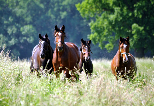  - Foto: Beate Langels -  
Trakehner Gestt Hmelschenburg