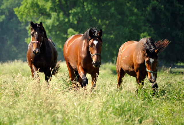  - Foto: Beate Langels -  
Trakehner Gestt Hmelschenburg