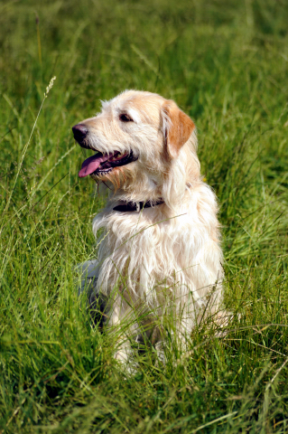  - Foto: Beate Langels -  
Trakehner Gestt Hmelschenburg