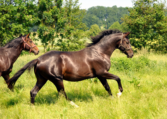  - Foto: Beate Langels -  
Trakehner Gestt Hmelschenburg