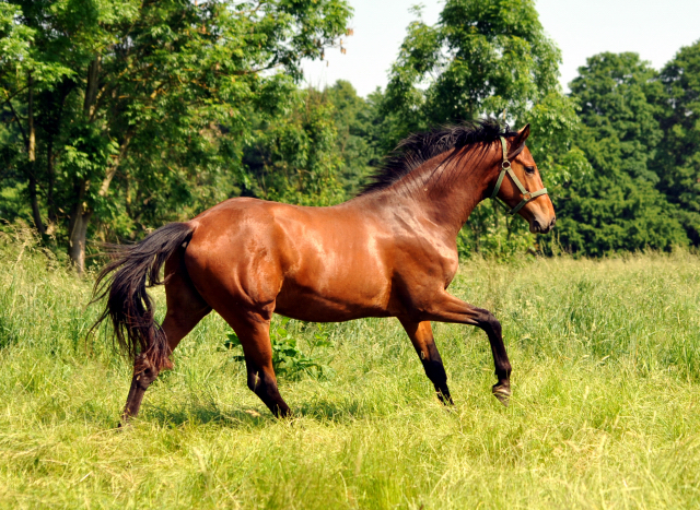  - Foto: Beate Langels -  
Trakehner Gestt Hmelschenburg