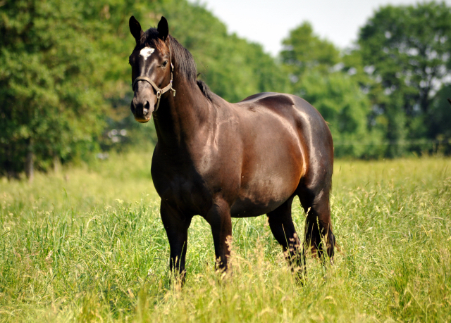  - Foto: Beate Langels -  
Trakehner Gestt Hmelschenburg