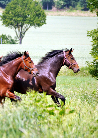  - Foto: Beate Langels -  
Trakehner Gestt Hmelschenburg