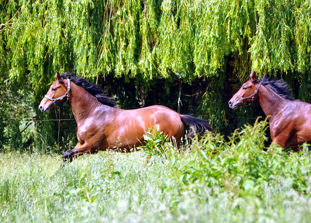  - Foto: Beate Langels -  
Trakehner Gestt Hmelschenburg