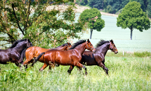  - Foto: Beate Langels -  
Trakehner Gestt Hmelschenburg