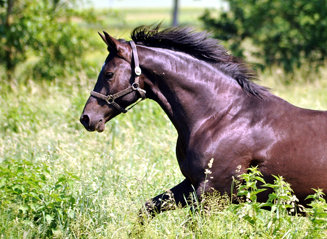 - Foto: Beate Langels -  
Trakehner Gestt Hmelschenburg