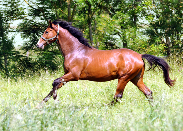  - Foto: Beate Langels -  
Trakehner Gestt Hmelschenburg