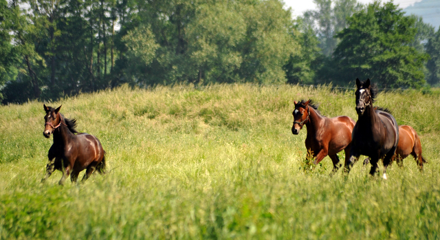  - Foto: Beate Langels -  
Trakehner Gestt Hmelschenburg
