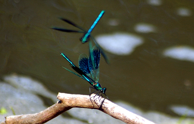 - Foto: Beate Langels -  
Trakehner Gestt Hmelschenburg