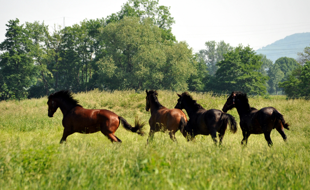  - Foto: Beate Langels -  
Trakehner Gestt Hmelschenburg