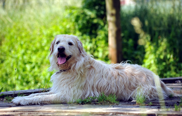  - Foto: Beate Langels -  
Trakehner Gestt Hmelschenburg
