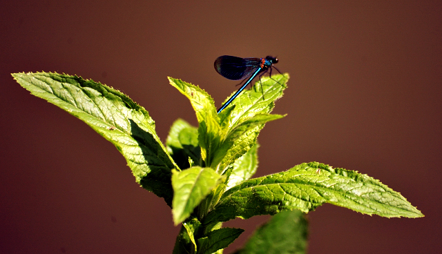  - Foto: Beate Langels -  
Trakehner Gestt Hmelschenburg