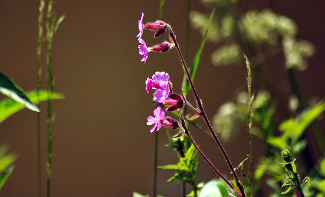  - Foto: Beate Langels -  
Trakehner Gestt Hmelschenburg
