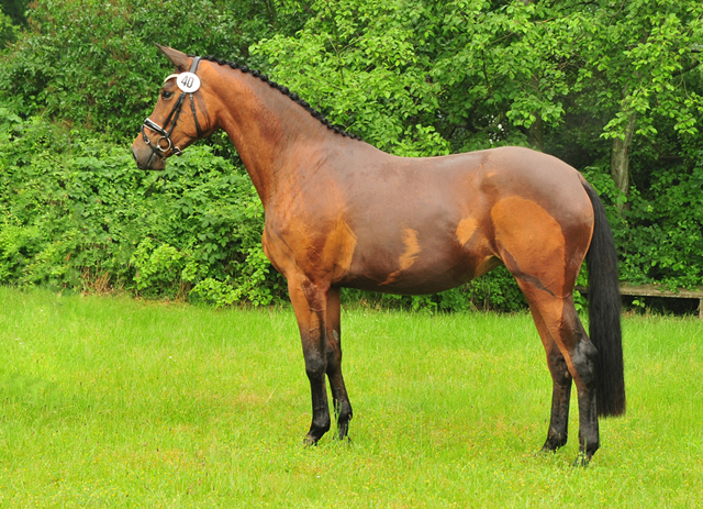 Schwalbe's Beauty v. High Motion - 5. Juni 2021 - Foto: Beate Langels - 
Trakehner Gestt Hmelschenburg