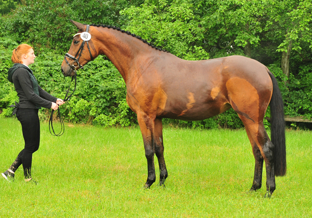 Schwalbe's Beauty v. High Motion - 5. Juni 2021 - Foto: Beate Langels - 
Trakehner Gestt Hmelschenburg