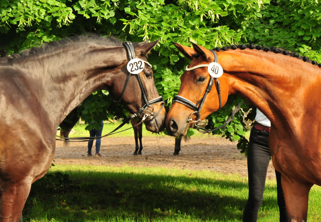 Schwalbe's Beauty v. High Motion - 5. Juni 2021 - Foto: Beate Langels - 
Trakehner Gestt Hmelschenburg