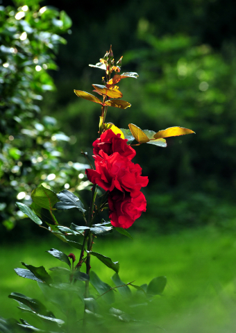 5. Juli 2016 - Trakehner Gestt Hmelschenburg - Beate Langels