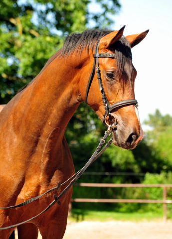 2jhriger Hengst v. Saint Cyr u.d. Pr.u.StPrSt. Karena v. Freudenfest - Foto: Beate Langels -  
Trakehner Gestt Hmelschenburg