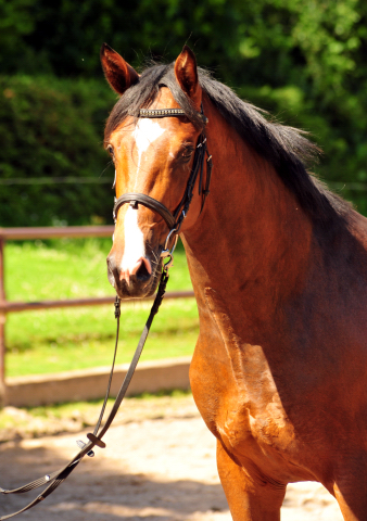 2jhriger Hengst v. Saint Cyr u.d. Pr.u.StPrSt. Karena v. Freudenfest - Foto: Beate Langels -  
Trakehner Gestt Hmelschenburg