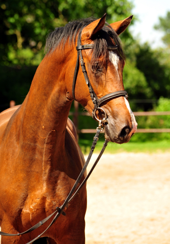 2jhriger Hengst v. Saint Cyr u.d. Pr.u.StPrSt. Karena v. Freudenfest - Foto: Beate Langels -  
Trakehner Gestt Hmelschenburg