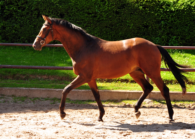 2jhriger Hengst v. Saint Cyr u.d. Pr.u.StPrSt. Karena v. Freudenfest - Foto: Beate Langels -  
Trakehner Gestt Hmelschenburg