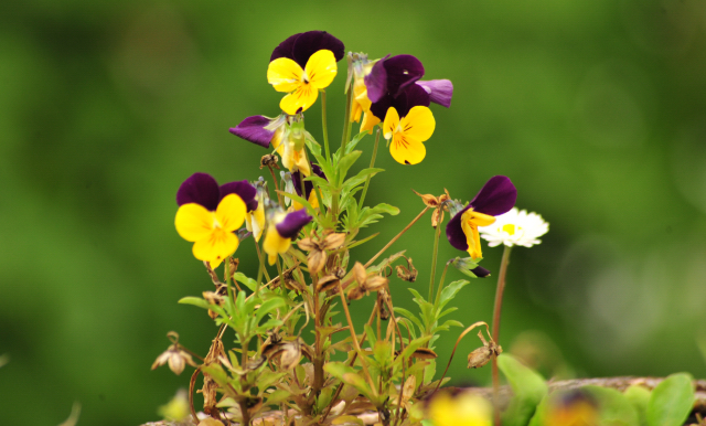 5. Juli 2016 - Trakehner Gestt Hmelschenburg - Beate Langels