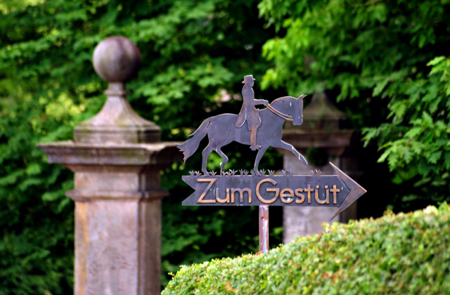 5. Juli 2016 - Trakehner Gestt  Hmelschenburg - Beate Langels