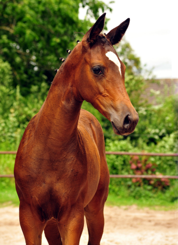 5. Juli 2016 - Stutfohlen von High Motion u.d. Greta Garbo - Trakehner Gestt Hmelschenburg - Beate Langels