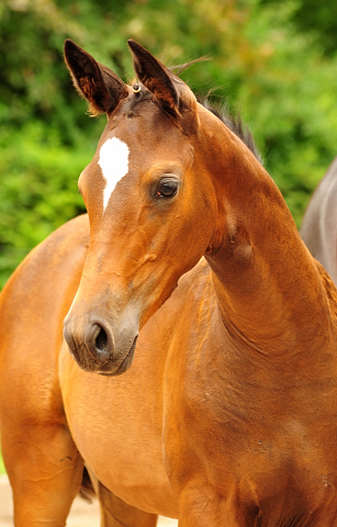 5. Juli 2016 - Stutfohlen von High Motion u.d. Greta Garbo - Trakehner Gestt Hmelschenburg - Beate Langels