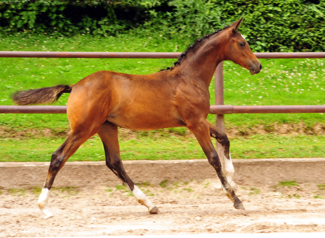 5. Juli 2016 - Stutfohlen von High Motion u.d. Greta Garbo - Trakehner Gestt Hmelschenburg - Beate Langels