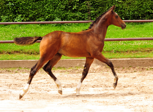 5. Juli 2016 - Stutfohlen von High Motion u.d. Greta Garbo - Trakehner Gestt Hmelschenburg - Beate Langels