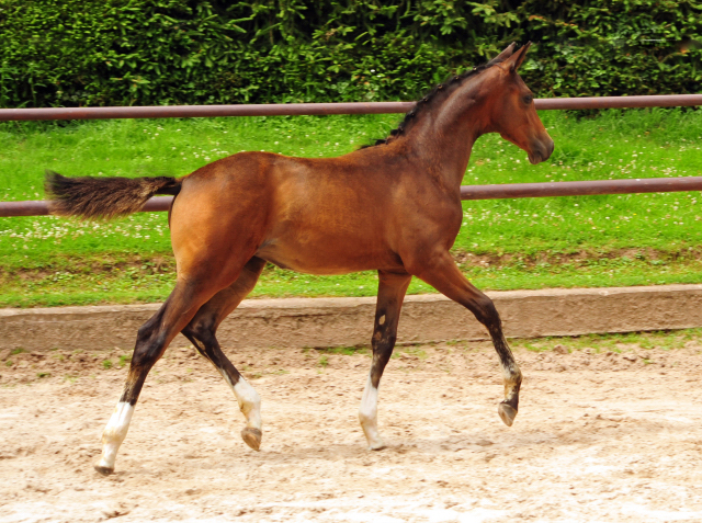 5. Juli 2016 - Stutfohlen von High Motion u.d. Greta Garbo - Trakehner Gestt Hmelschenburg - Beate Langels