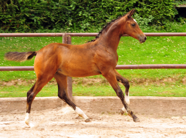 5. Juli 2016 - Stutfohlen von High Motion u.d. Greta Garbo - Trakehner Gestt Hmelschenburg - Beate Langels