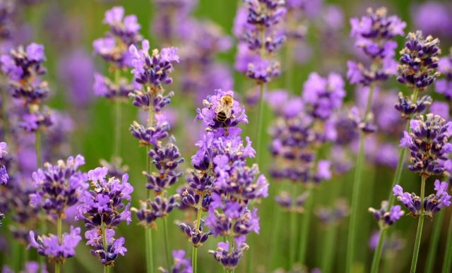 5. Juli 2016 - Trakehner Gestt Hmelschenburg - Beate Langels